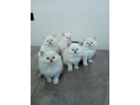 Minik british longhair yavrularımıza yuva arıyoruz
