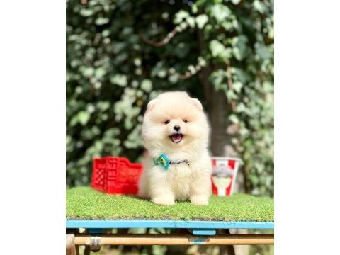 Teddy face ayıcık pomeranian yavrular