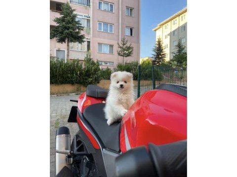 Teslime hazır pomeranian spitz yavrularımız