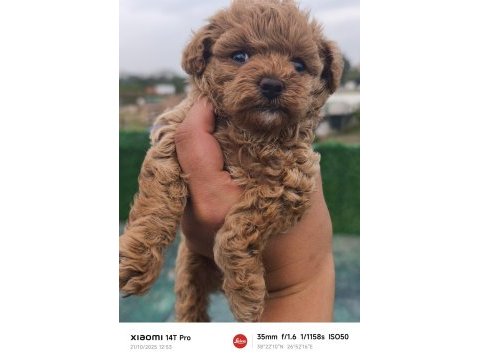 Küçük toy poodle