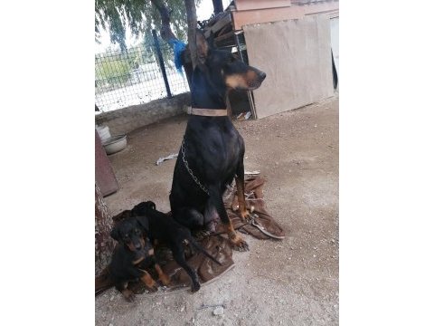 Doberman pinscher yavrusu acil sahiplendirilecektir