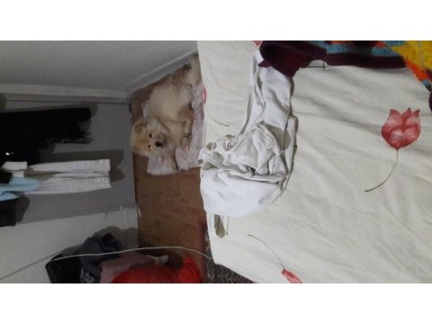 Sahibinden 4 aylık çin aslanı
