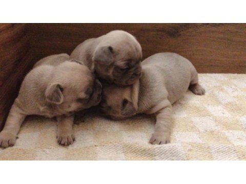 Rezerve yavru french bulldog