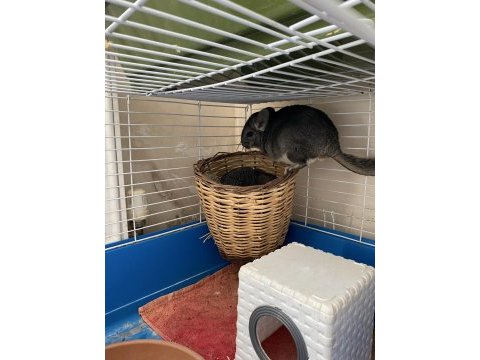 Erkek bebek chinchilla