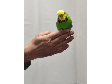 Bir çift show jumbo kuşum var ben gibi bakımlı