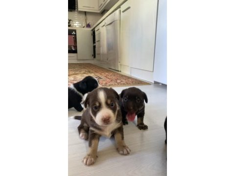 Rus finosu köpeğimiz