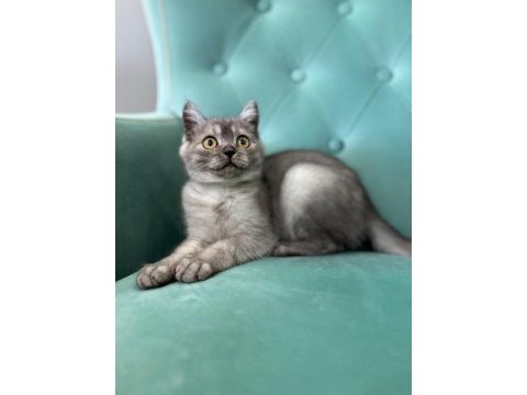 A+++ kalite british shorthair bebeğimiz