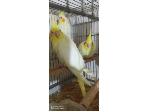 Beta petshop sultan papağanı