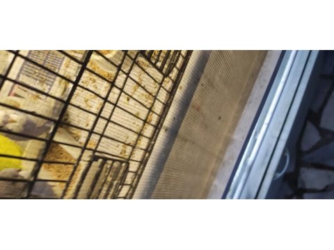 Üretimhaneden muhabbet kuşu yavruları