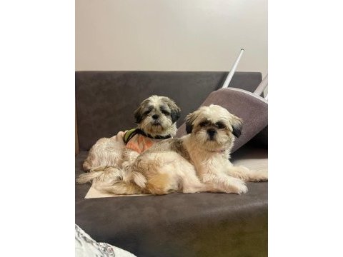 Yavru shih tzu