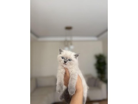 Brıtısh shorthair blue point yavrularım 