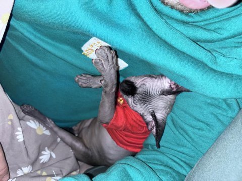 1 yaşında mavi gözlü erkek aşırı insancıl sfenks