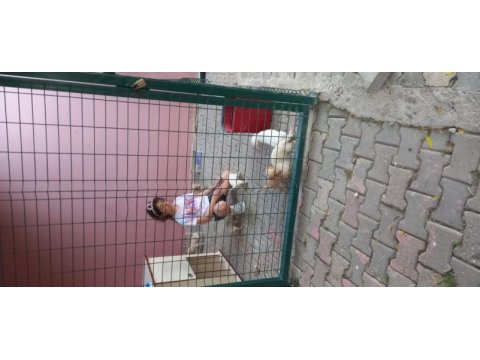 Ücretsiz yavru köpekler