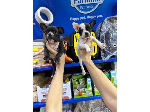 French bulldog orijinal ve sağlık garantili