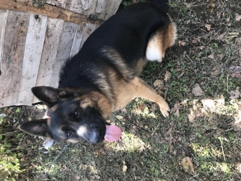 Show alman kurdu köpeği