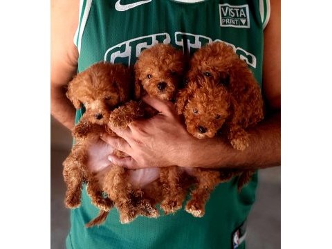 Poodle efsane teacup bebekler