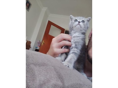 2 aylık sütten kesilmiş scottish fold yavruları