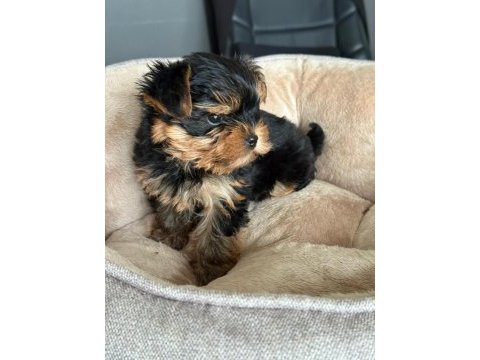 Yorkshire terrier yavruları
