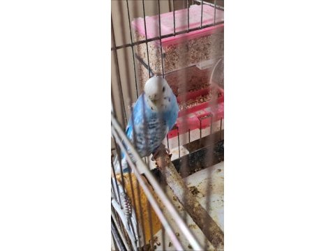 3 yumurtalı genç kurulu hazır çift muhabbet kuşu