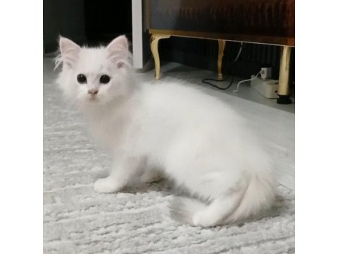 British longhair 35 günlük