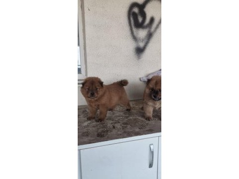 Erkek dişi 45 günlük yavrular chow chow