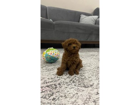 Poodle köpeğimize yeni yuvasını arıyoruz