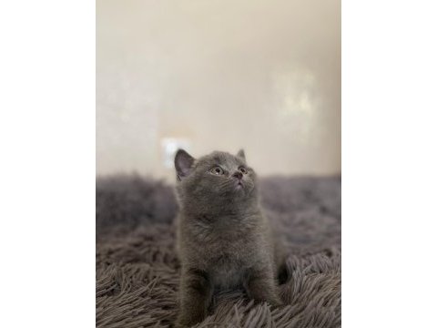 A kalite british shorthair yavrular yeni sahiplerini arıyor