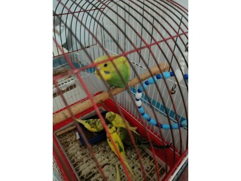 1 aylık bebek kuşlar yem yemeye başladılar