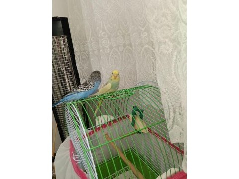 İki adet alışkın ve konuşan erkek muhabbet kuşu