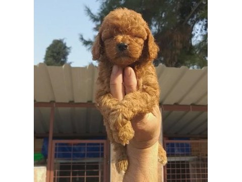 Vişneli browniler poodle köpekler