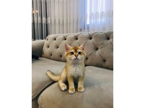 4 aylık british shorthair sahiplendirme