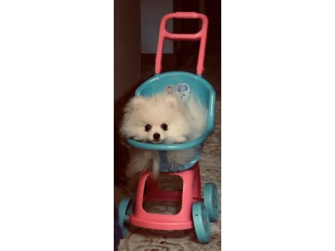 Mini boy pomeranian anne 2350 gr civarı baba 2 kg altında