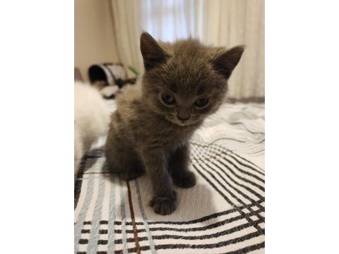 British shorthair