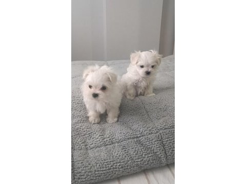 Oyuncu kore maltese bebekler