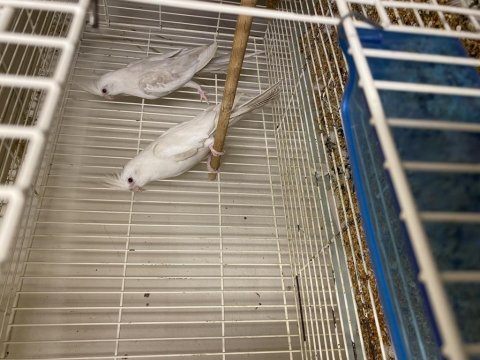Toplu takım albino lutino grey wifi karışık sultan papağanı