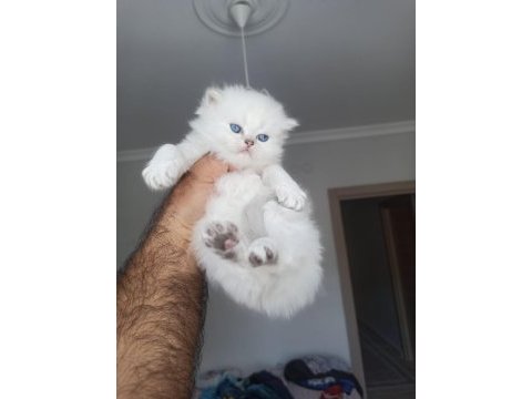 British longhair beyaz mavi gözlü