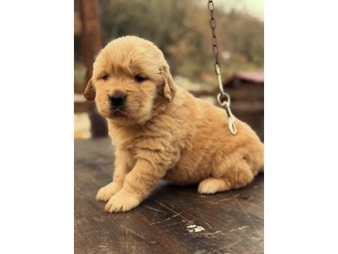 Golden retriever yavruları