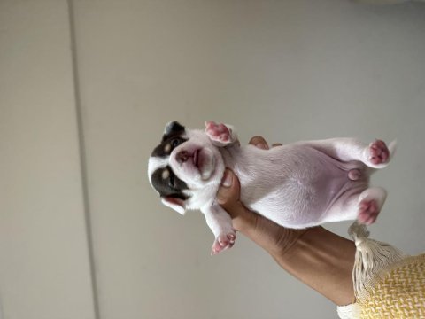 Teacup chihuahua yavruları beyaz erkek maskeli dişi