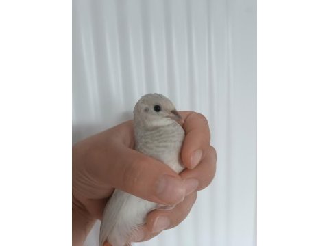 Cüce bıldırcın egzotik evcil kuş