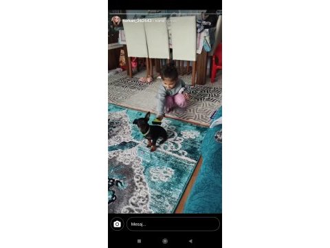 Yavru pinscher