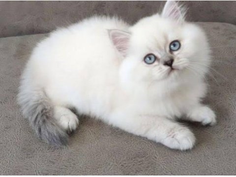 Çok uysal çocuklar için dost british kedimiz