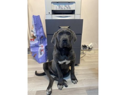 Üst düzey blue cane corso