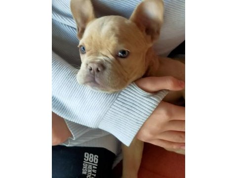 Egzotik 8 aylık dişi french bulldog
