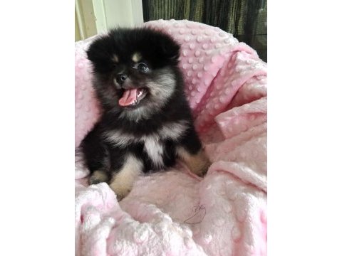 Son kalan teacup pomeranian boo bebeğim