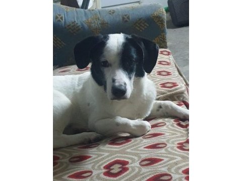 Cipli aşılı köpek için acil yuva jack russell