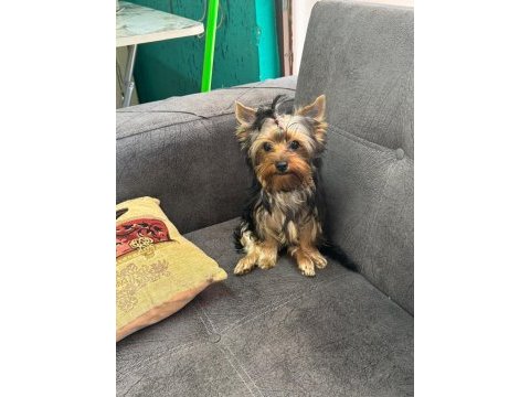 Yorkshire terrier bebeklerim yeni yuvasını arıyor