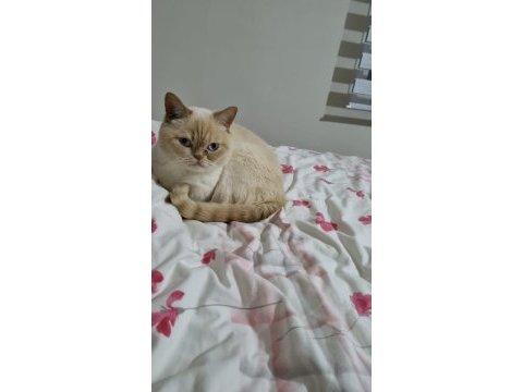 3 yaşında erkek british shorthair