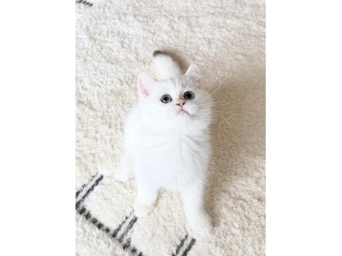 Safkan british shorthair golden point erkek yavru