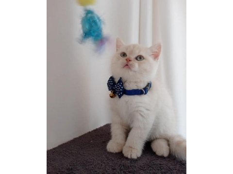 British shorthair red point kedimiz