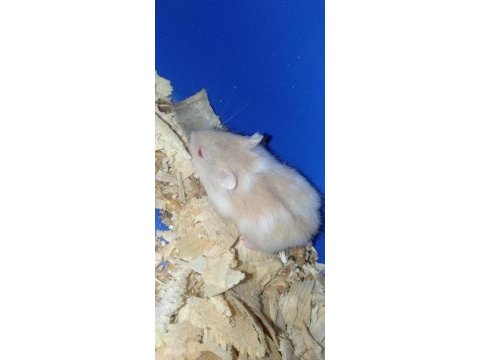Özel sarı beyaz parçalı renk gonzales hamster